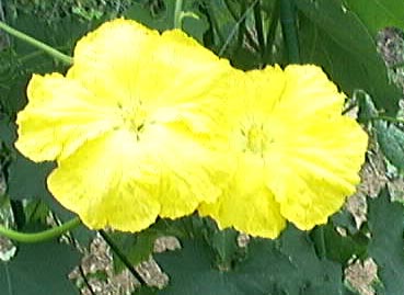 ւ