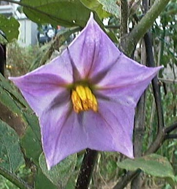 Ȃ