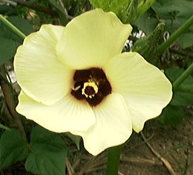 IN